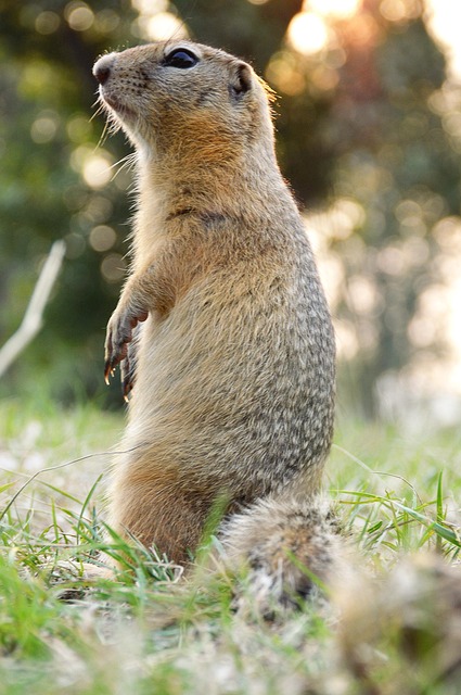 Free Marmot Rack photo and picture