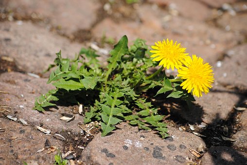 Löwenzahn, Pflastersteine, Blume