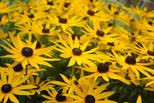 Blumenmeer, Natur, Gelb, Blumen, Pflanze