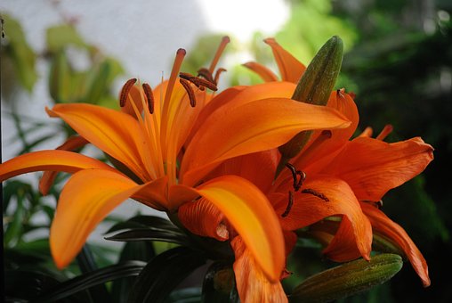Große Blüte, Orange, Blume, Sommer