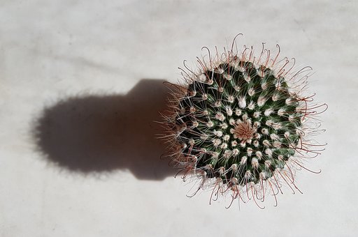 Free Cactus Shadow photo and picture