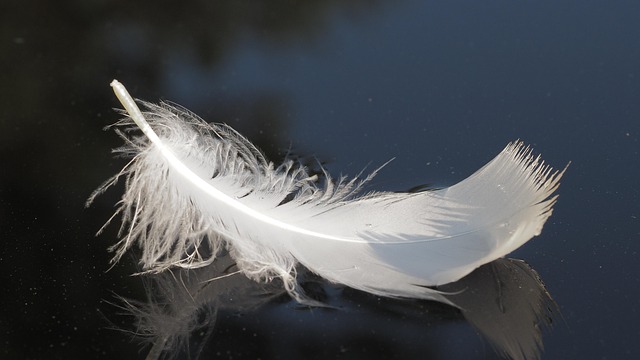 Free Swan Feather photo and picture