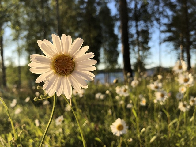 Free Daisy White photo and picture