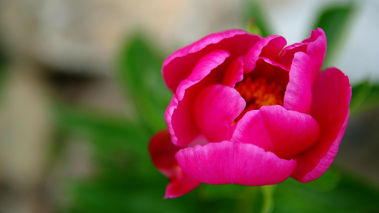 Flowers Red Color Nature Free photo on Pixabay