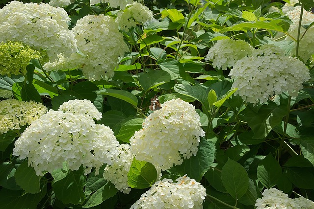 Free Bauer Hydrangea White photo and picture