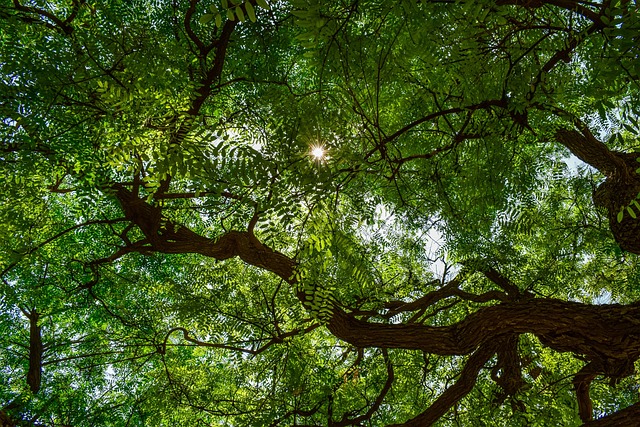 Free Tree Leaves photo and picture