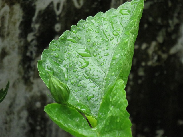 Free Leaf Green photo and picture
