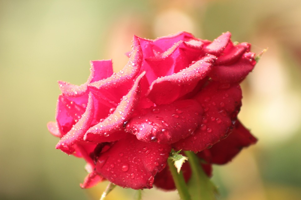 Rose La Nature Bloom - Photo gratuite sur Pixabay - Pixabay
