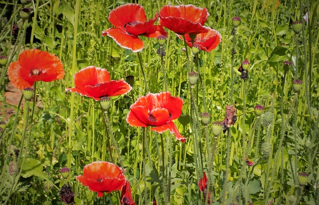 Free Poppy Flowers Beautiful Flowers photo and picture