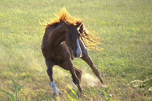 Free Horse Texel photo and picture