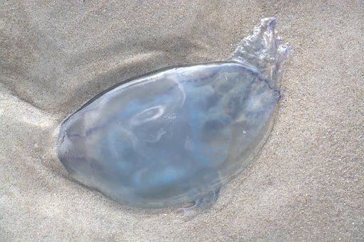 Free Jellyfish Gelatinous photo and picture