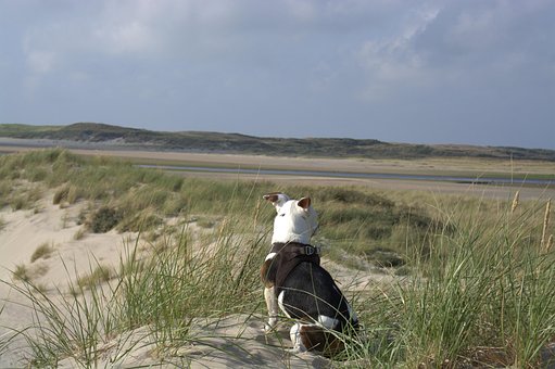 Free Jack Russell Terrier photo and picture
