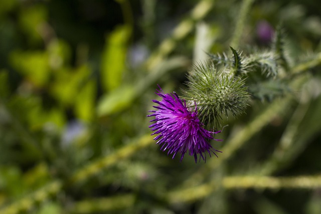 Free Thistle Summer photo and picture