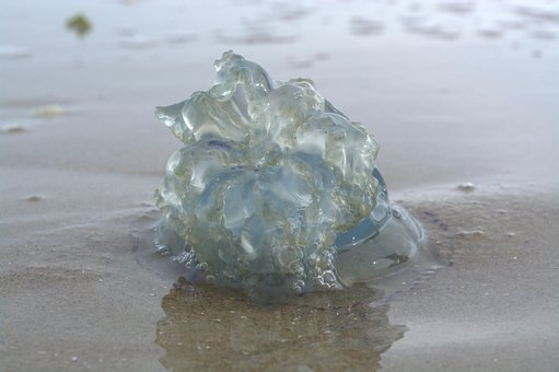 Free Cauliflower Jellyfish Jellyfish photo and picture