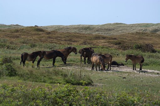 Free Wild Horses photo and picture
