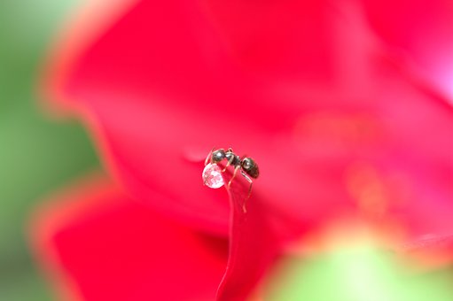 Free Ant Sugar Drops photo and picture