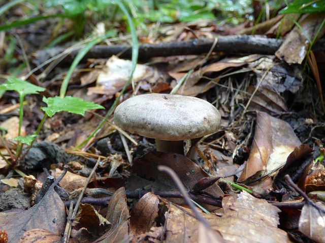 Esponja, Floresta, Montanha, Vitosha