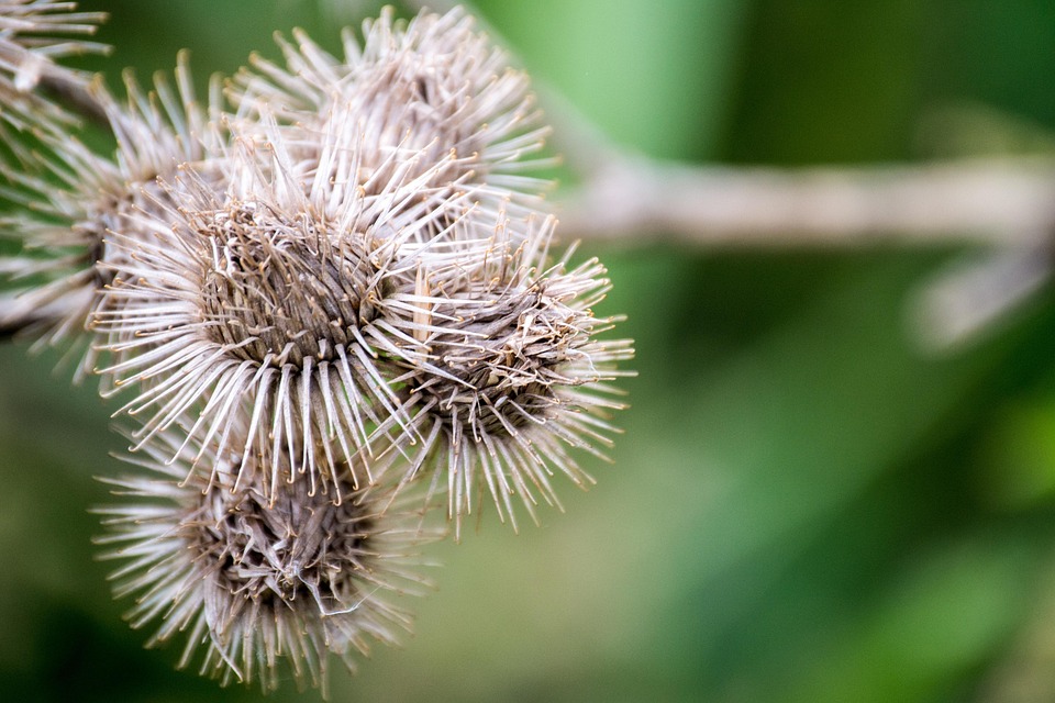 Thistle Dry Dried Out - Free photo on Pixabay