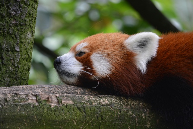 Free Asian Bear photo and picture