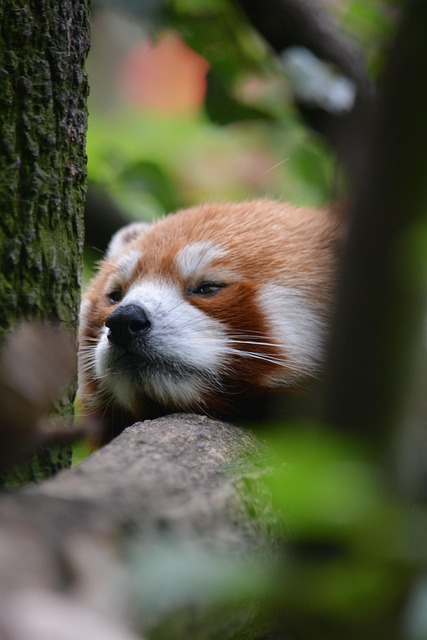 Free Asian Bear photo and picture