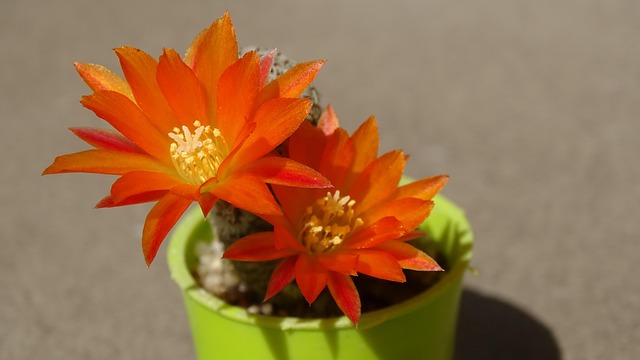 Free Flower Plant photo and picture
