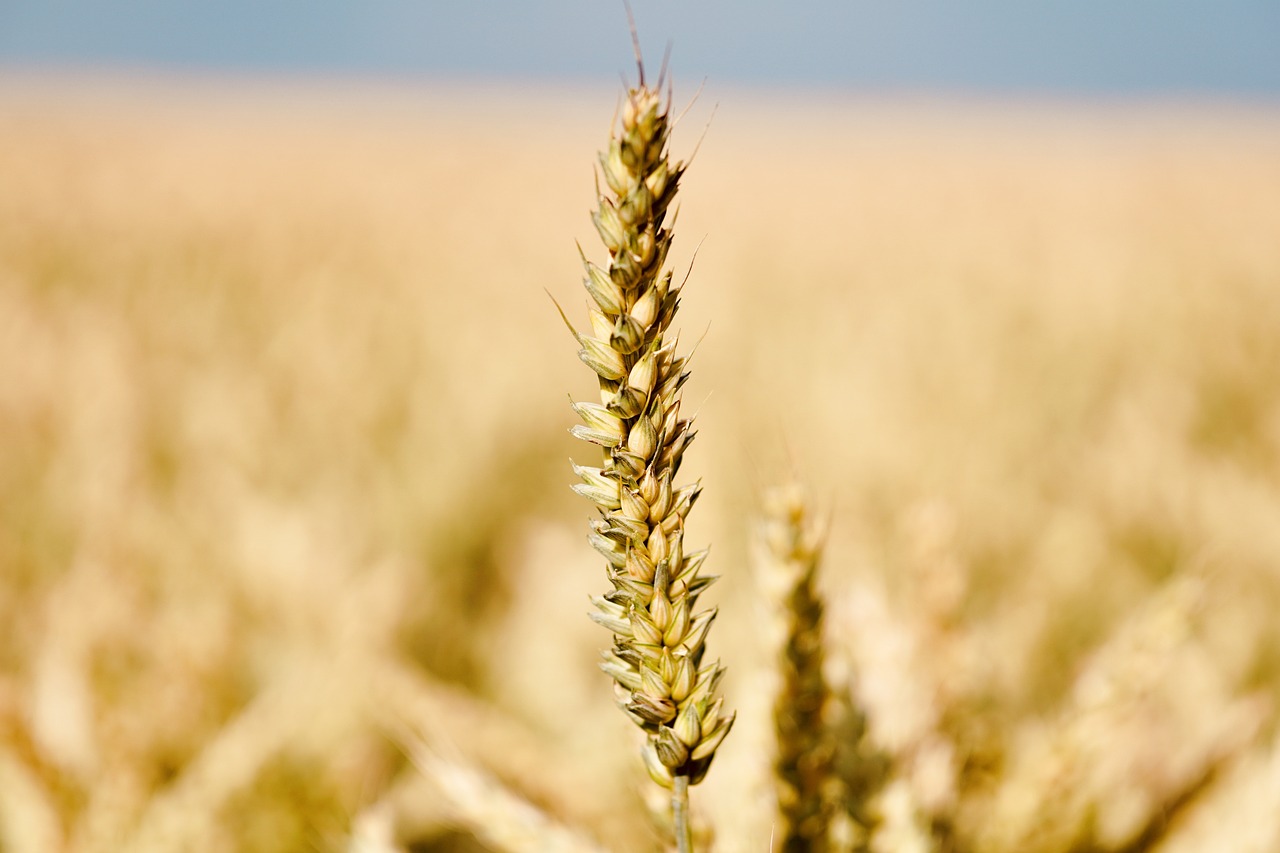 Wheat Grain Rural Free photo on Pixabay Pixabay