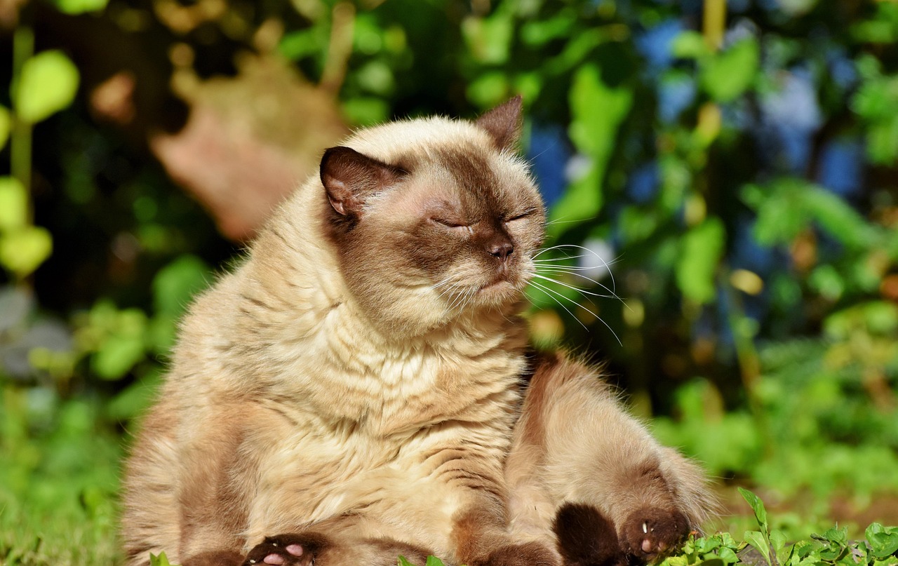 Cat - free online jigsaw puzzle photo