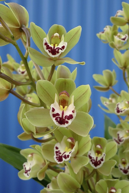 Free Orchid Plant photo and picture