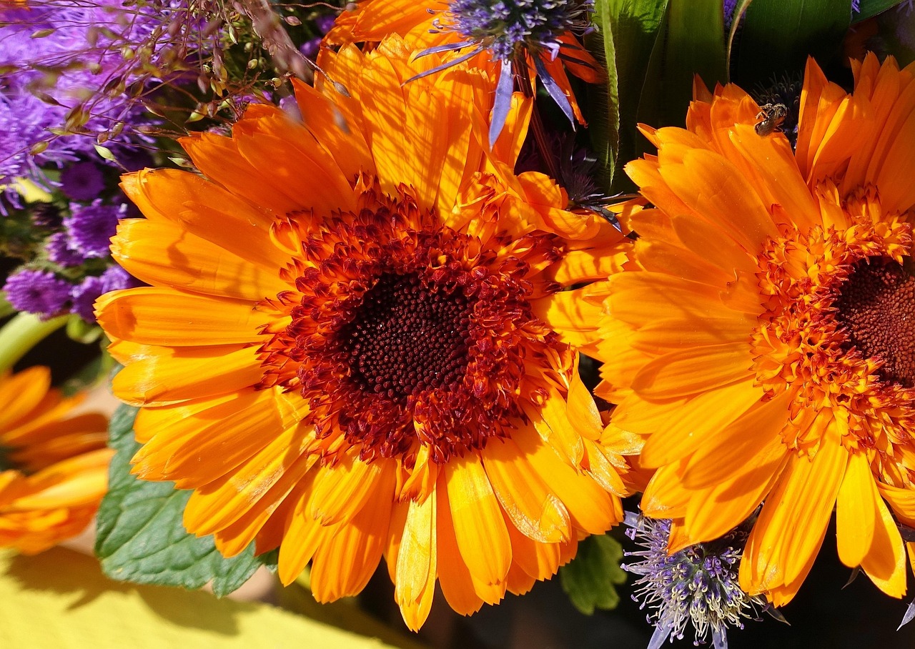 Dahlie Sommerblumen Bunt - Kostenloses Foto auf Pixabay - Pixabay