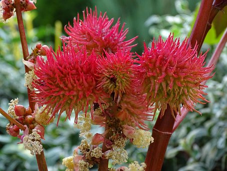 20+ Free Wunderbaum & Castor Oil Images - Pixabay