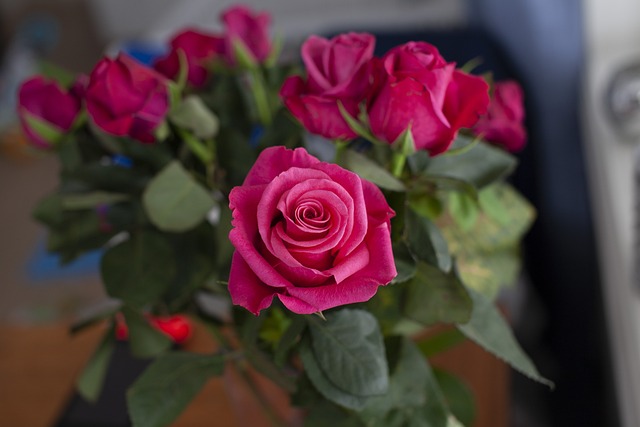 Free Flowers Rose photo and picture