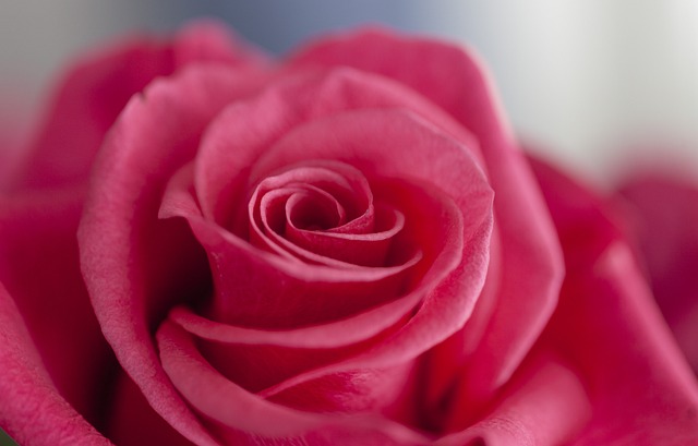 Free Flower Rose photo and picture