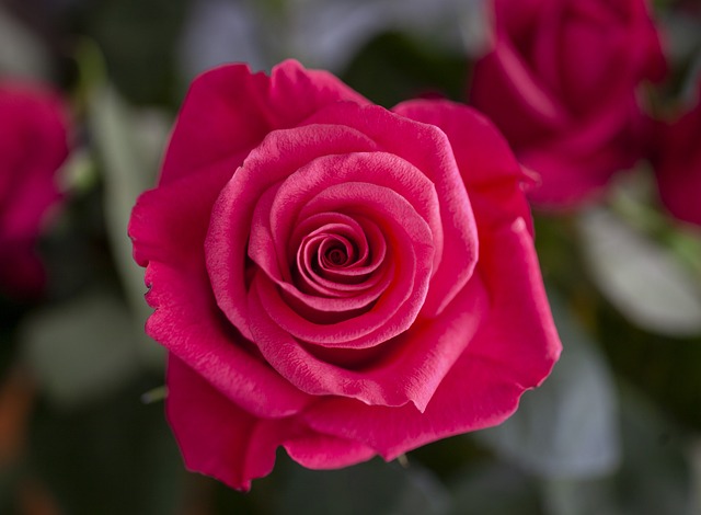 Free Flower Flower Background photo and picture