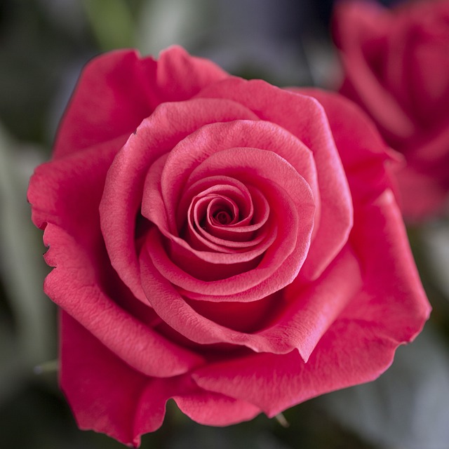 Free Flower Rose photo and picture