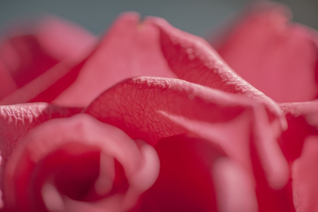 Free Flower Flower Wallpaper photo and picture