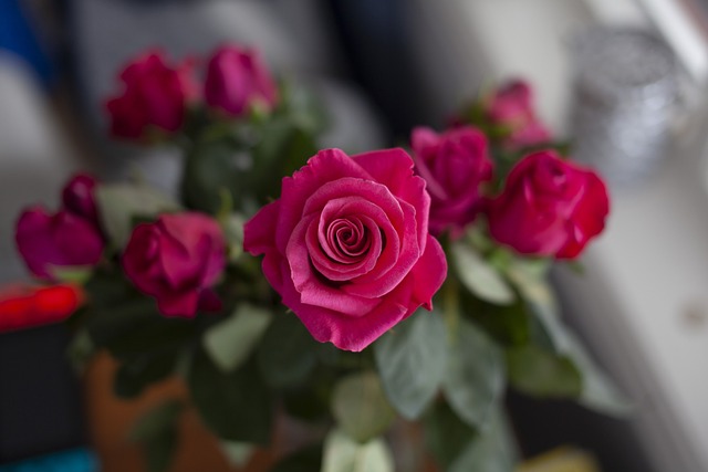 Free Flowers Rose Flower photo and picture