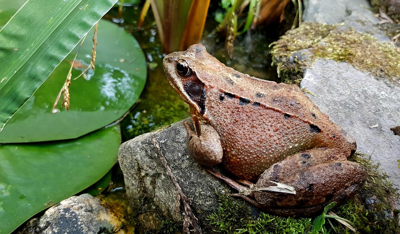 Frog - free online jigsaw puzzle photo