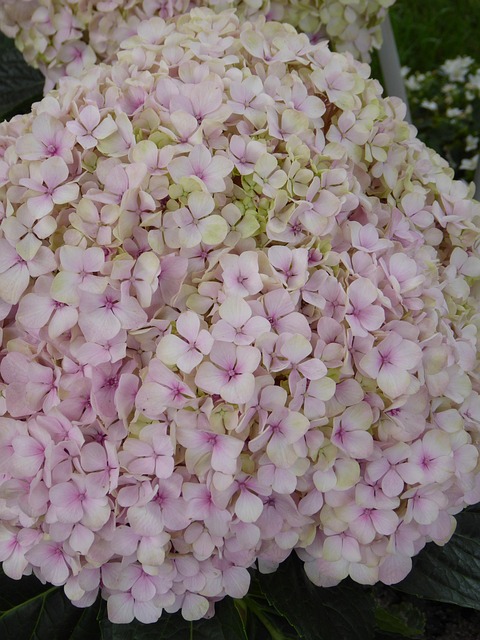 Free Blossom Bloom photo and picture