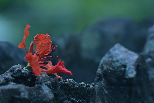Free Sri Lanka Flower photo and picture