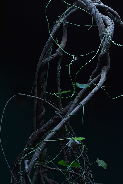 Free Light Tree photo and picture