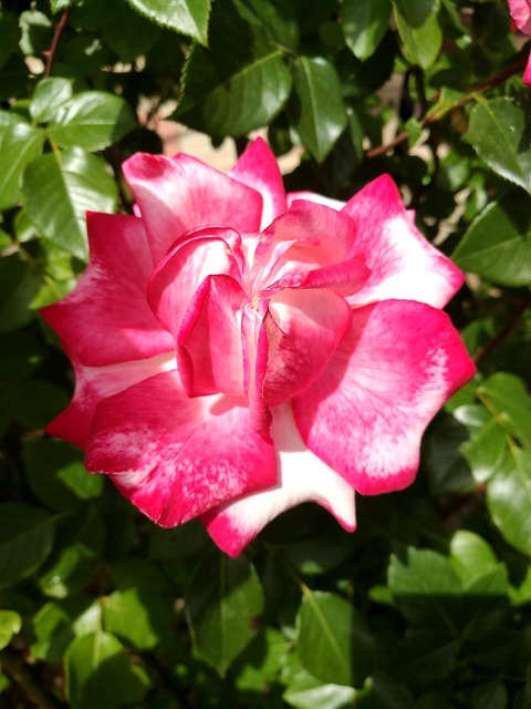 Free Summer Rose photo and picture