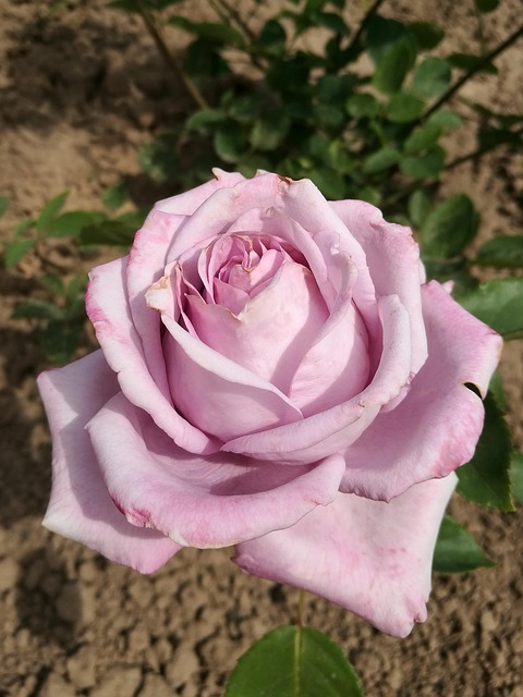 Free Summer Rose photo and picture