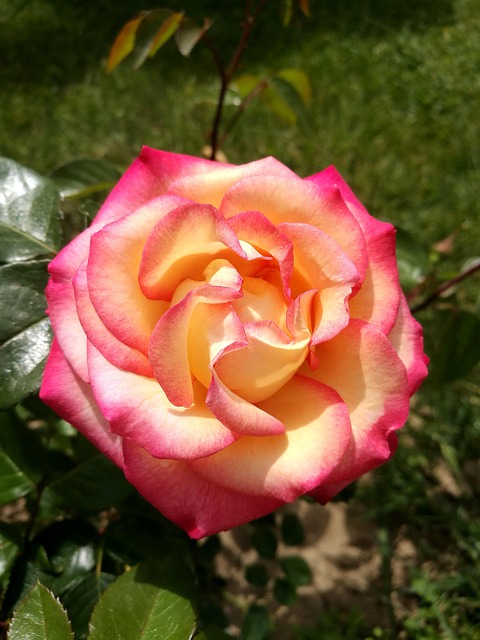Free Summer Rose photo and picture