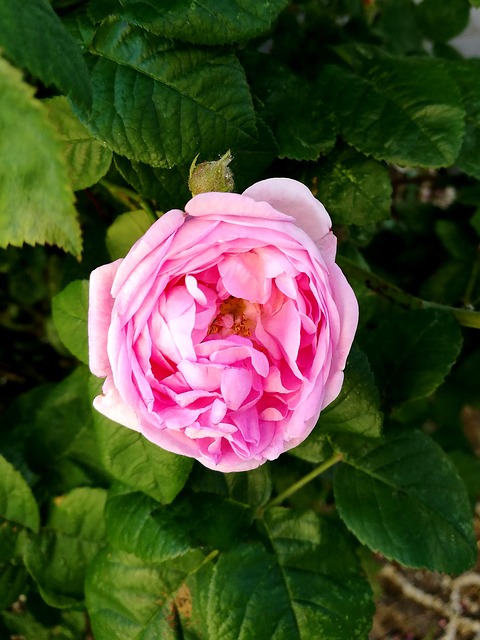 Free Summer Rose photo and picture
