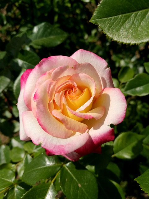 Free Summer Rose photo and picture