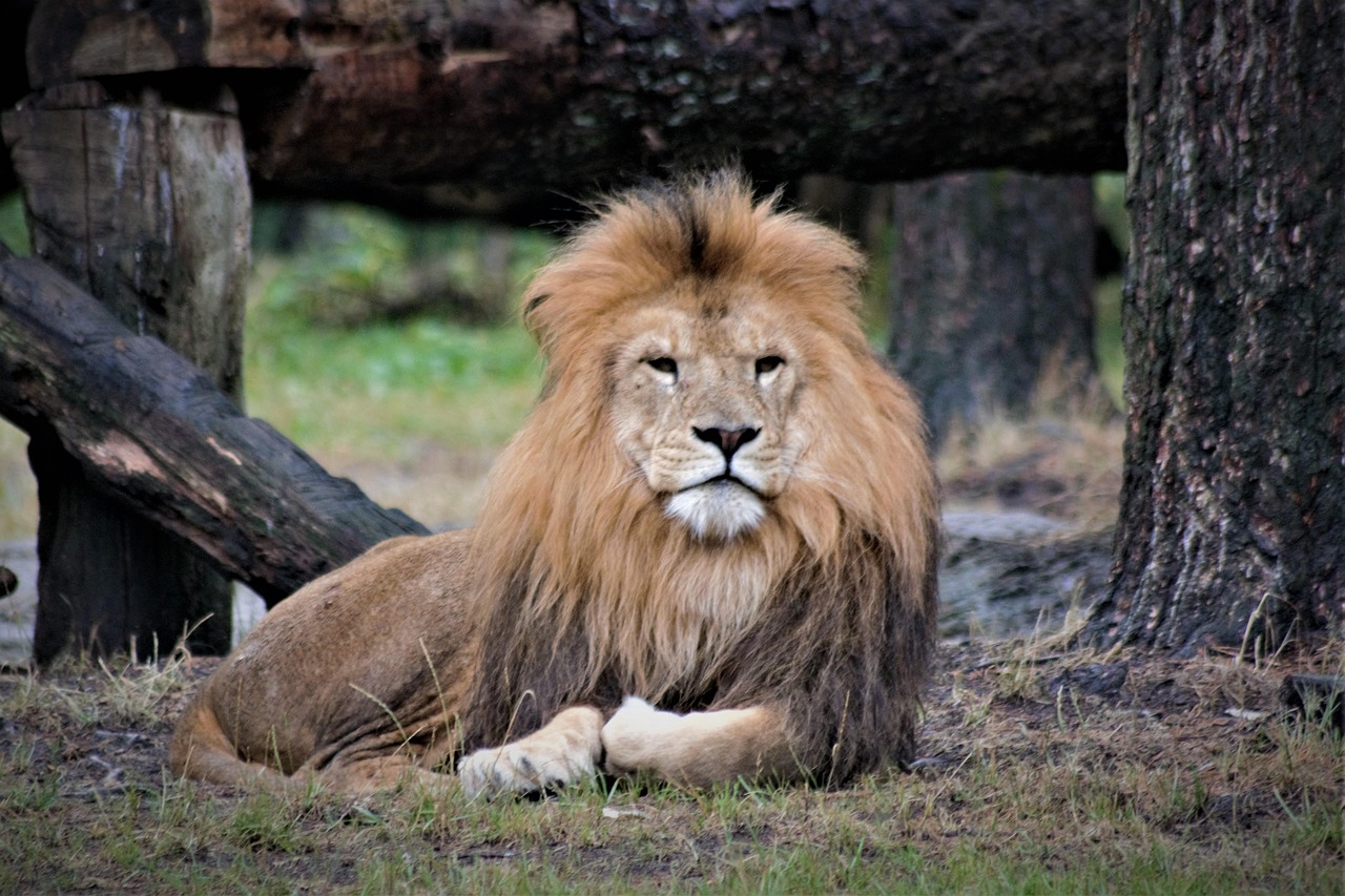 Leão Fechar-Se Animais Selvagens - Foto gratuita no Pixabay - Pixabay