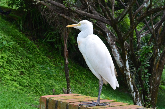 Aves, Blanco, Fauna Silvestre