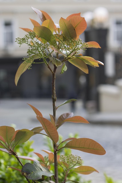 Free Flower Istanbul photo and picture