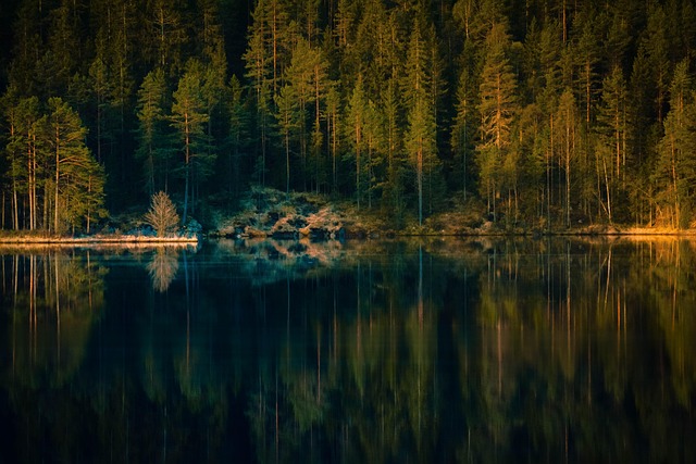 Wald, Reflexion, Reflexionen, See, Natur