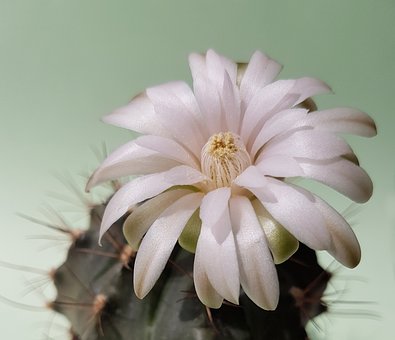 Free Cactus Flower photo and picture